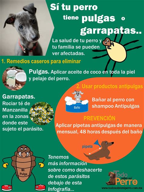 Como eliminar pulgas y garrapatas en perros - Todo sobre mi perro