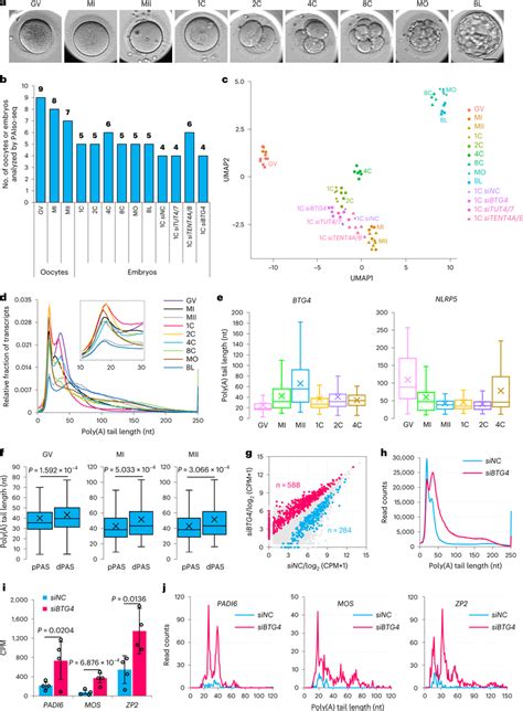RNA Polya 的图像结果