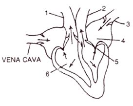 The diagram given alongside represents the human heart in one phase of ...