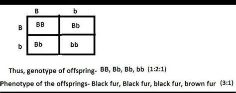 in a certain species of animals black fur B is dominant over brown fur ...