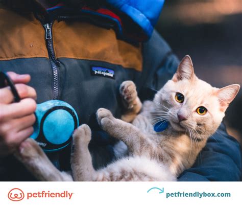 Tapeworm in Cats: What They Are and How to Prevent Them - PetFriendly Box