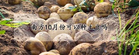 土豆几月种植?土豆的种植时间和方法-种植技术-中国花木网