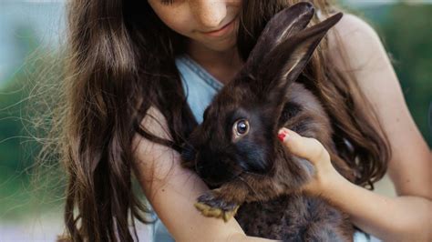 Do Wild Rabbits Drink Water? Guide to Hydration in the Wild - Everbreed