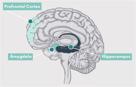 Image result for Prefrontal Cortex Addicted Brain