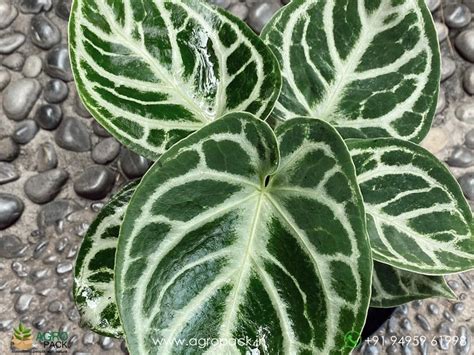 Anthurium Dorayaki Plant For Sale In India | Online plant nursery