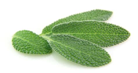 The Medicinal Uses Of Sage You Are Actually Feeling Right Now