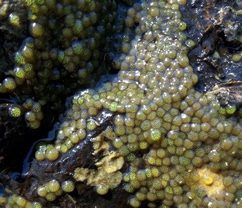 Collection 91+ Pictures What Does It Look Like When Fish Lay Eggs Stunning