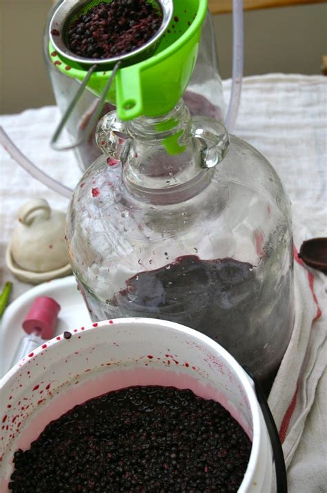 Making Elderberry Wine At Home at Carl Moran blog