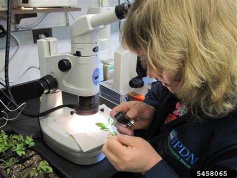 Cornell Diagnostic Lab at Jo Diggs blog