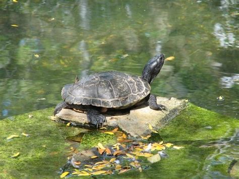 Image result for How to Fix a Turtle Shell