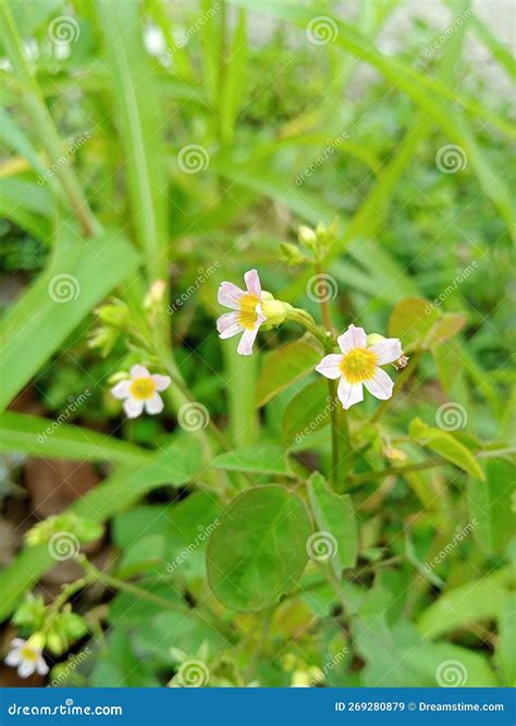 Calincing the ground stock image. Image of fields, genus - 269280879