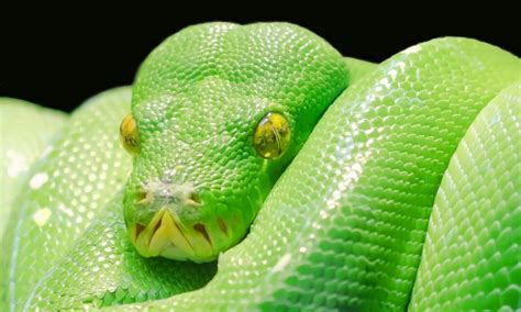 Image result for Command for Know Where Is the Python Installed in Computer by PowerShell