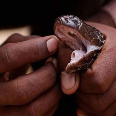 Snake Bite Venom: IISc Scientists Engineer এর যুগান্তকারী আবিষ্কার