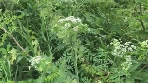 Poison hemlock spreading in Ohio: How to identify it | 10tv.com
