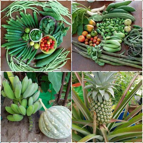 Rooftop gardening is catching on in India because of the space crunch ...