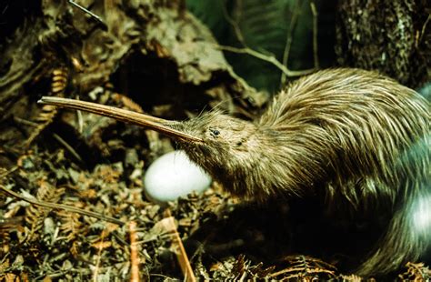 Kiwi Birds Endangered The Critically Endangered Haast Tokoeka Kiwi.