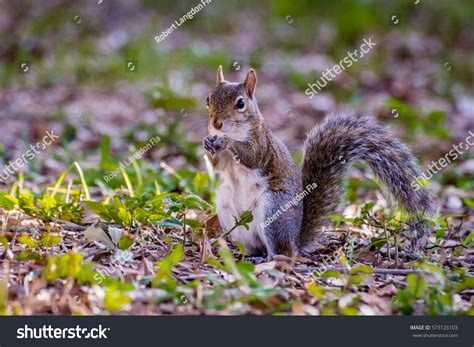 1 imágenes, fotos de stock, objetos en 3D y vectores sobre Cape ...