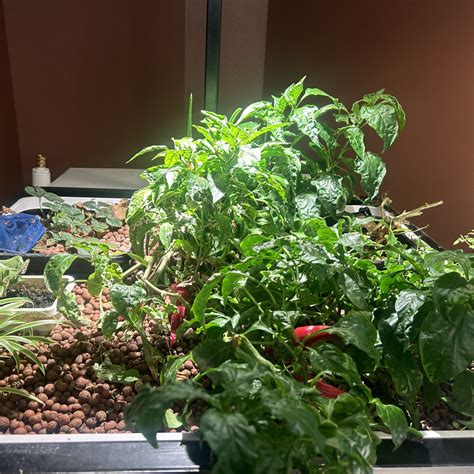 Raw vs. Cooked Vegetables, Which is Better? - The I Will Projects