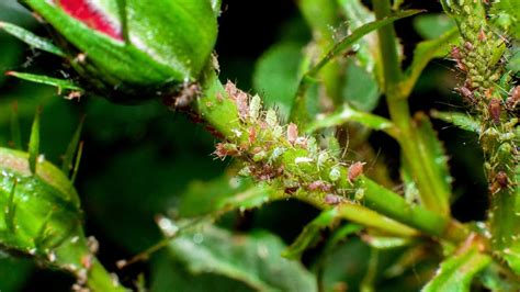 How to fight garden pests without poisonous chemicals – The Irish Times