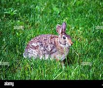 Image result for Baby Rabbit Growth Stages