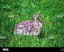 Image result for Rabbit Growth Chart