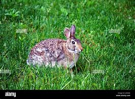 Image result for Rabbit Growth Chart Ohio