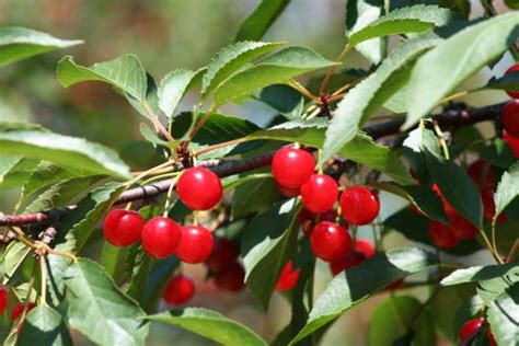 Heirloom Apples - Reviews, Photos - Tree-Mendus Fruit - Tripadvisor