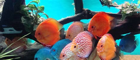 Image result for Large Discus Fish