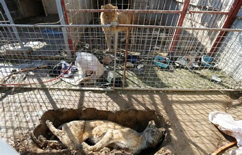 Tragic Images Show The Pathetic State Of Mosul Zoo Animals After ISIS ...