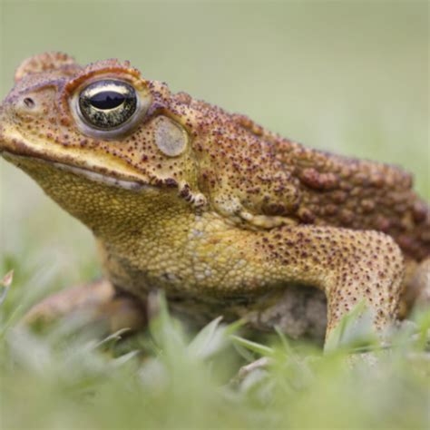Image result for Toad Croaking Sound