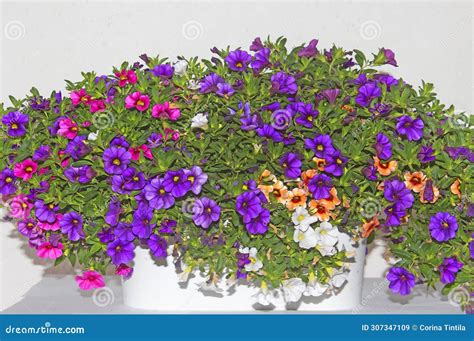 Calibrachoa & Million Bells Trailing Mix Stock Image - Image of botany ...