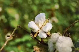 ‘Flowers hold powerful histories, from African slavery to Indian ...