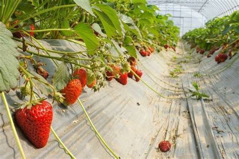 一亩大棚草莓种植利润-种植项目-天天学农