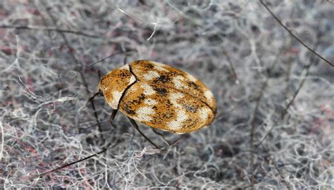 What Do Carpet Beetles Look Like When They Fly at Lola Leslie blog