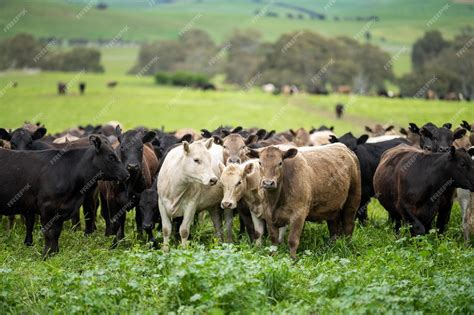 Premium Photo | Herd of cows grazing on pasture in a field regenerative ...