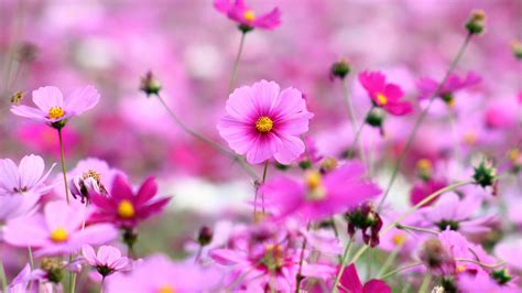 Image result for Pink Exploding Box