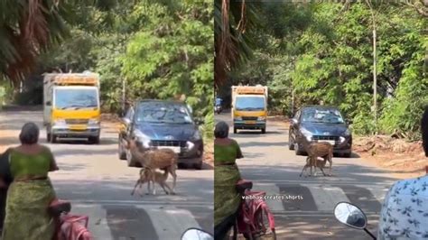 IIT Madras research scholar records wholesome video of deer feeding ...