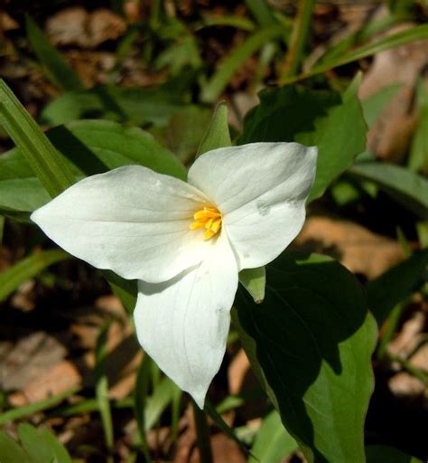 Spring Ephemerals at Bratt Woods, Bratt Woods, Grafton, 24 April 2024 ...