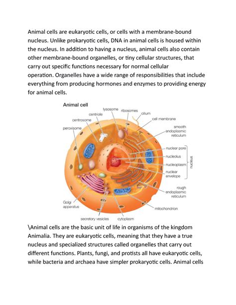 Animal cells - essay notes - Animal cells are eukaryotic cells, or ...