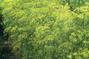 VibeX ® VLR-130 Mammoth Long Island Dill Seeds Seed Price in India ...