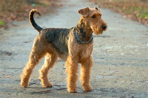 Terrier Dog Breed Information | Purina US