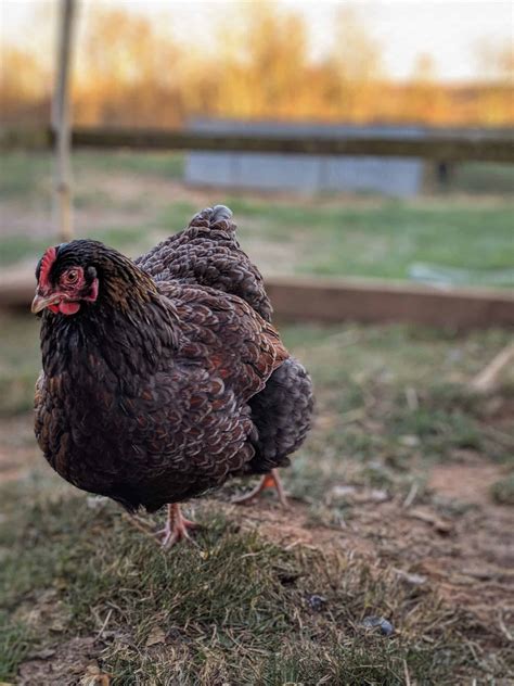 Heritage Breed Chickens and Why We Love Them