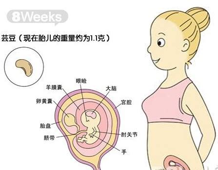 【怀孕八周】怀孕8周胎儿图_症状与饮食注意事项 - 妈妈育儿网