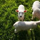 How to Cook Pork Neckbones in a Slow Cooker | Our Everyday Life