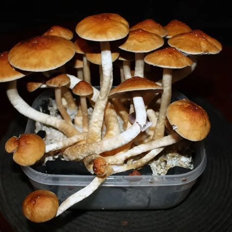 https://shroomspy.com/api/media/file/GoldenTeacher_new-800x800.webp