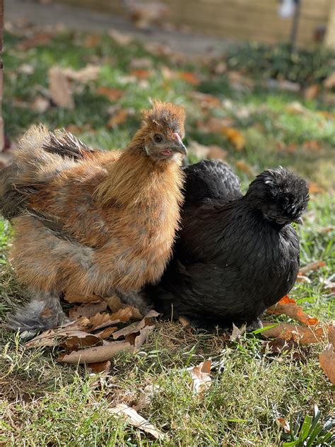 Partridge silkie hen, black smooth silkie hen | BackYard Chickens ...