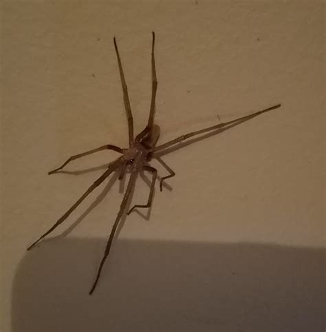 Male Kukulcania hibernalis (Southern House Spider) in Macon, Georgia ...