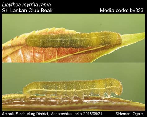 Libythea myrrha | Butterfly
