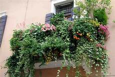 piante grasse da terrazzo piante da balcone e da terrazzo i nostri consigli piante grasse da terrazzo piante da balcone e da terrazzo i nostri consigli