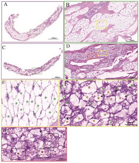 The Multifaceted Effects of Short-Term Acute Hypoxia Stress: Insights ...